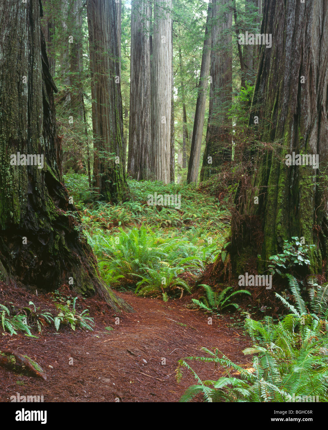 CALIFORNIA - Redwood alberi lungo il Boy Scout Tree Trail nel Jedediah Smith Redwoods State Park. Foto Stock