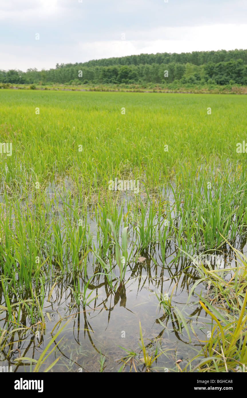 Le risaie con riso verde culmi che mostra attraverso acqua a sud-ovest di Mortara sulla pianura lombarda provincia di Pavia Italia Foto Stock