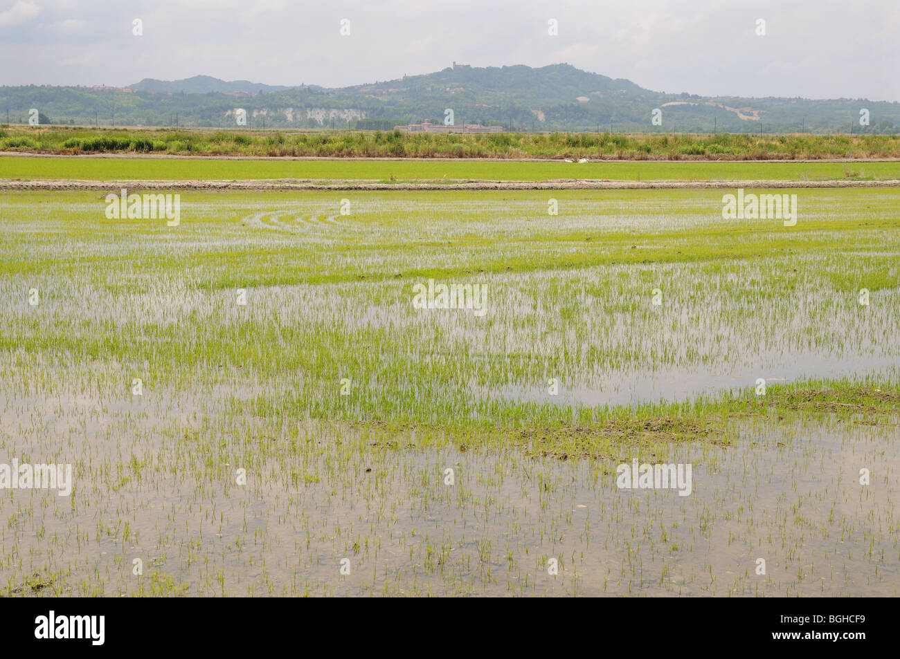 Le risaie con riso verde culmi che mostra attraverso acqua a sud-ovest di Mortara sulla pianura lombarda provincia di Pavia Italia Foto Stock