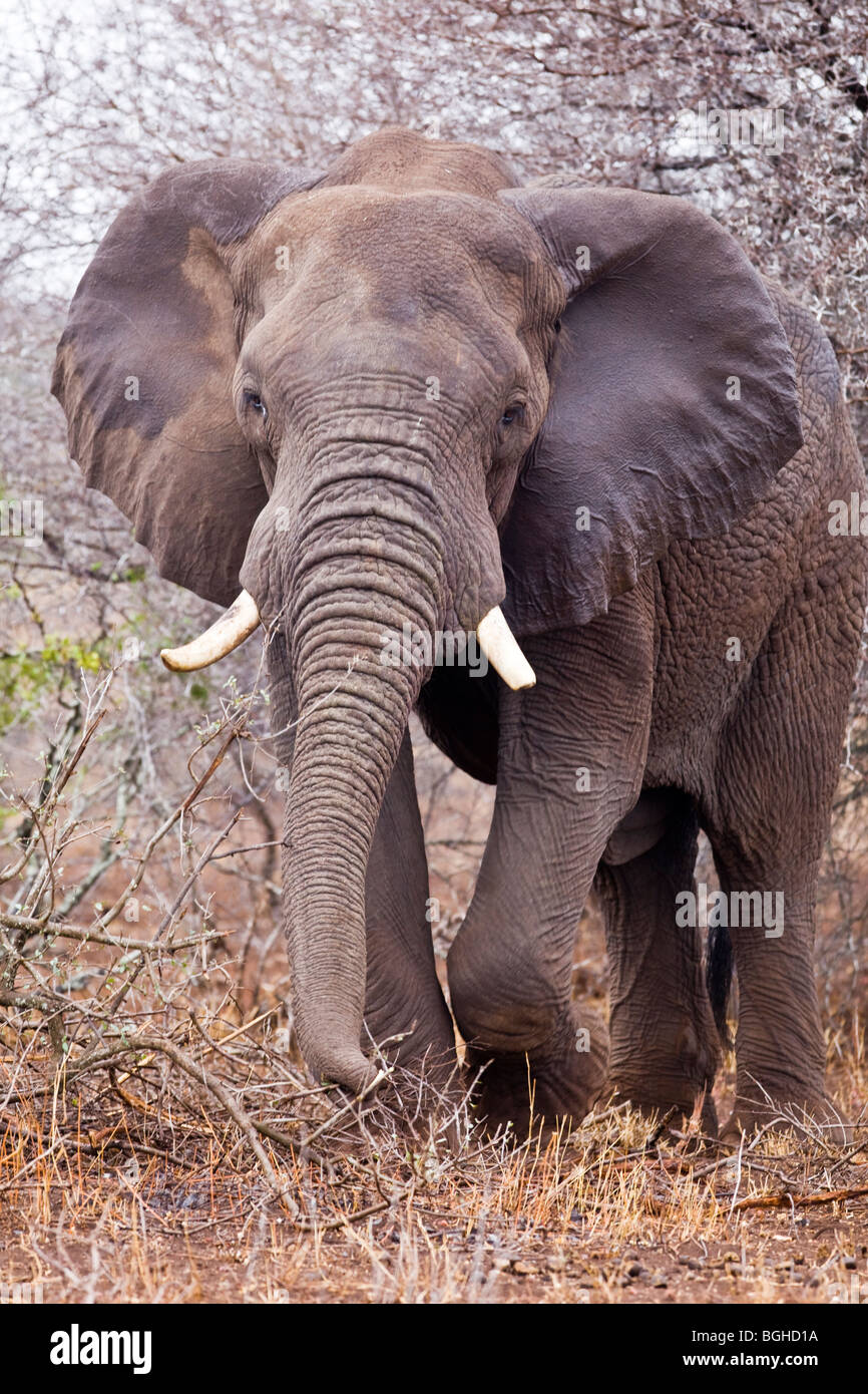 Elefante Foto Stock