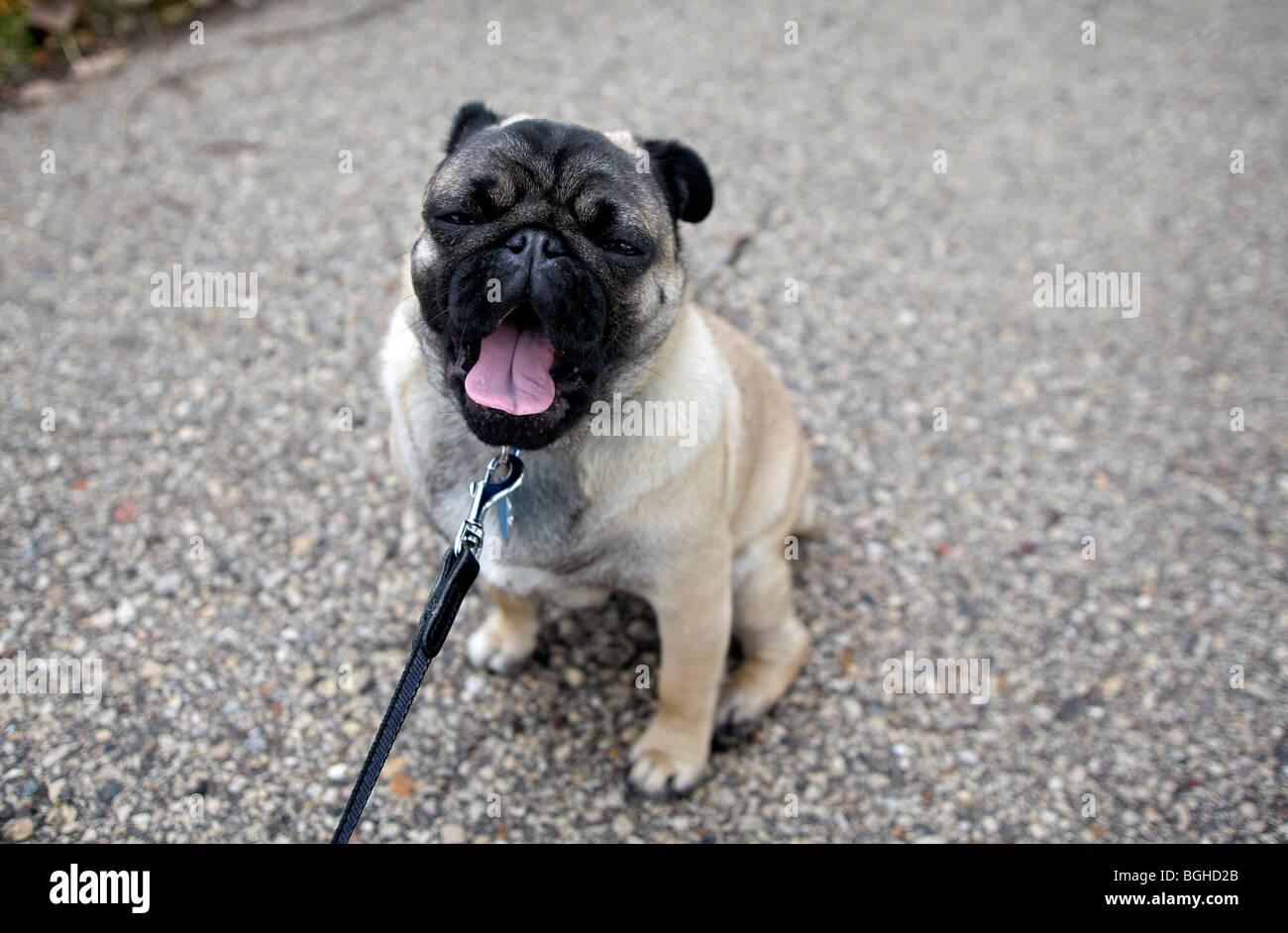 Un pug cucciolo sbadigli durante la sua passeggiata mattutina nel Wisconsin. Foto Stock