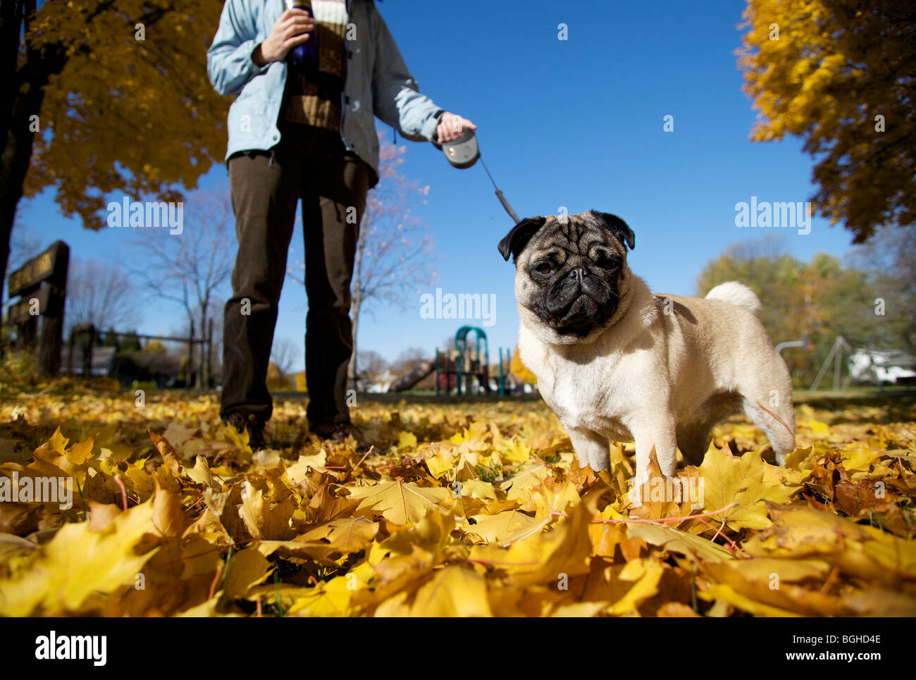 Un pug cucciolo giocando in foglie colorate che sono caduti da un albero in Wisconsin. Foto Stock