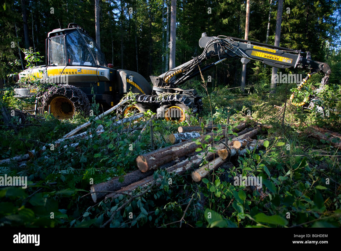 Profilo laterale di una foraggera gialla Ponsse Ergo nel sito di abbattimento nella foresta finlandese , Finlandia Foto Stock