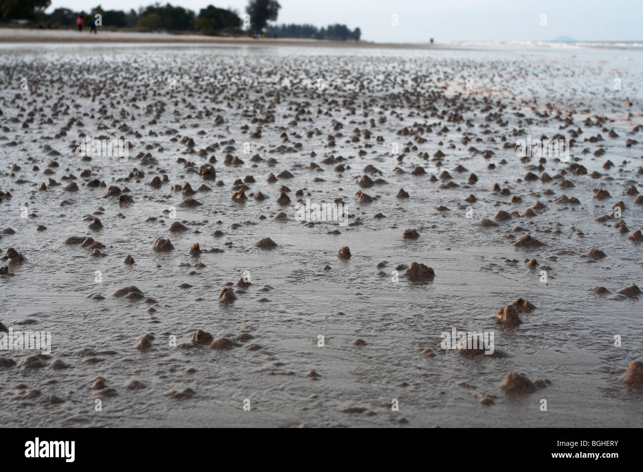 Lugworm cast sulla spiaggia di Terengganu, Malaysia Foto Stock
