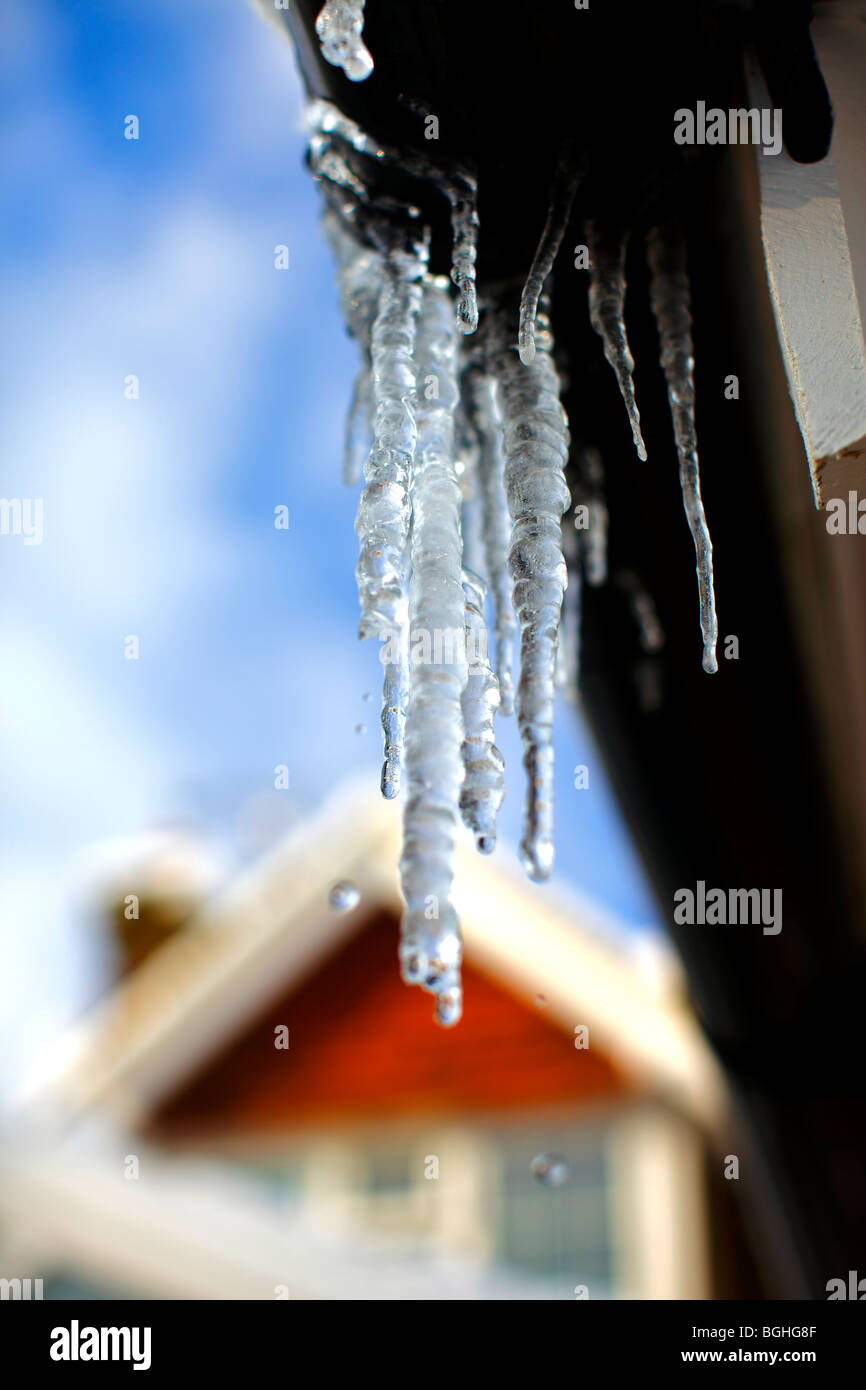 Scende il gocciolamento da ghiaccioli su una casa grondaie durante un inverno di disgelo Foto Stock