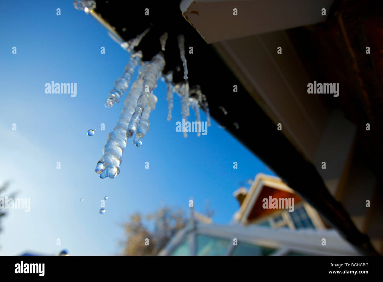 Scende il gocciolamento da ghiaccioli su una casa grondaie durante un inverno di disgelo Foto Stock
