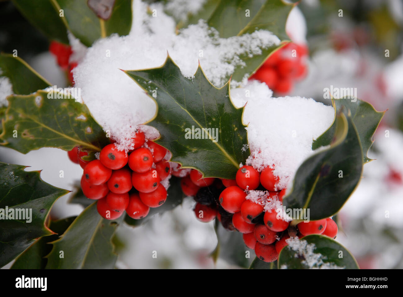 Neve su holly bacche a Rothwell, Northamptonshire, Regno Unito, 2010. Foto Stock