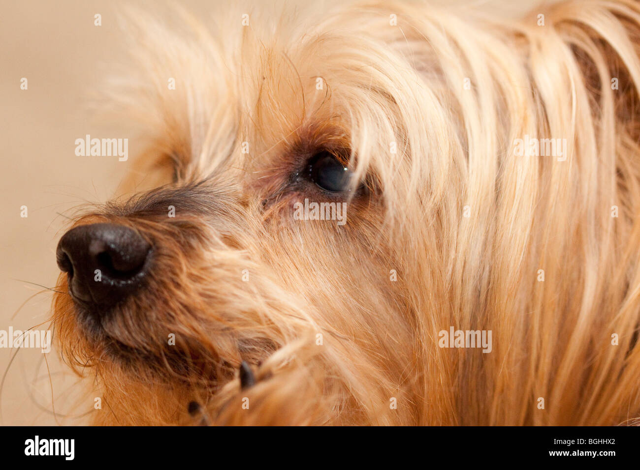 Un Yorkshire terrier cane avente un photo shoot Foto Stock