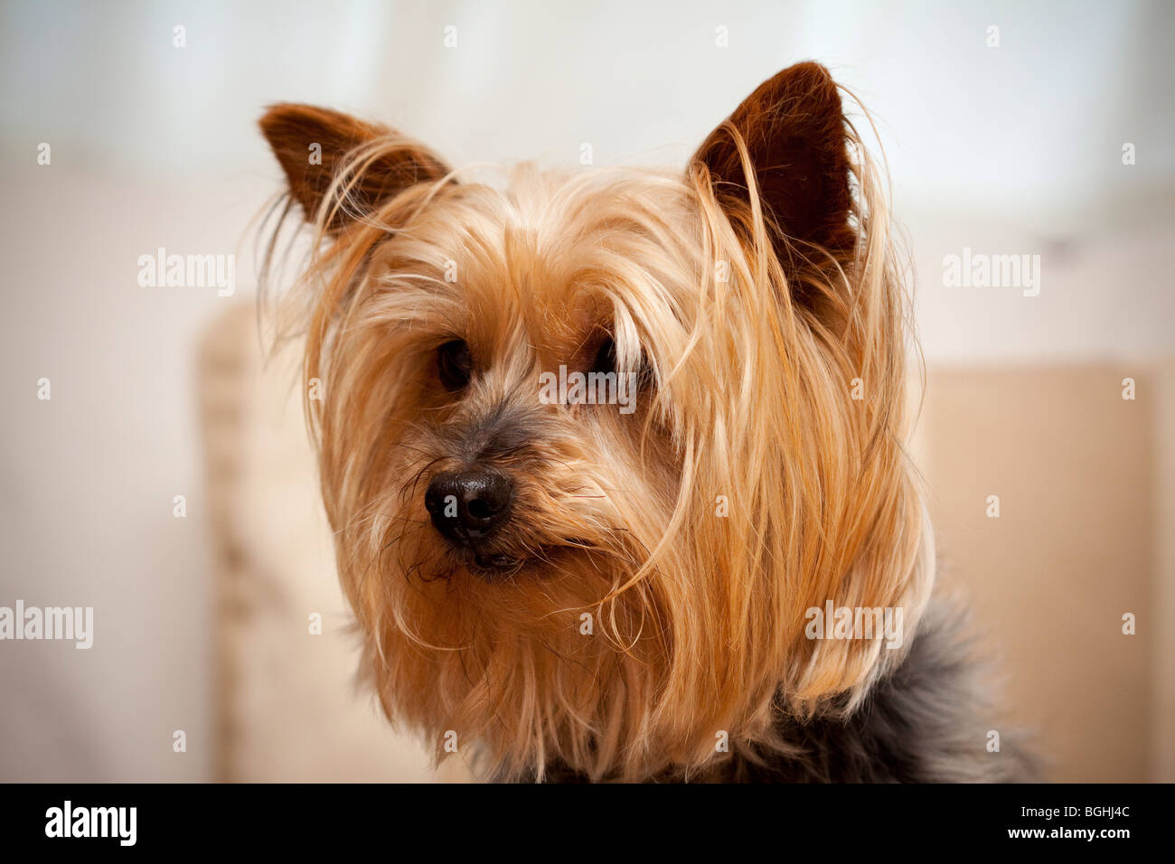 Un Yorkshire terrier cane avente un photo shoot Foto Stock