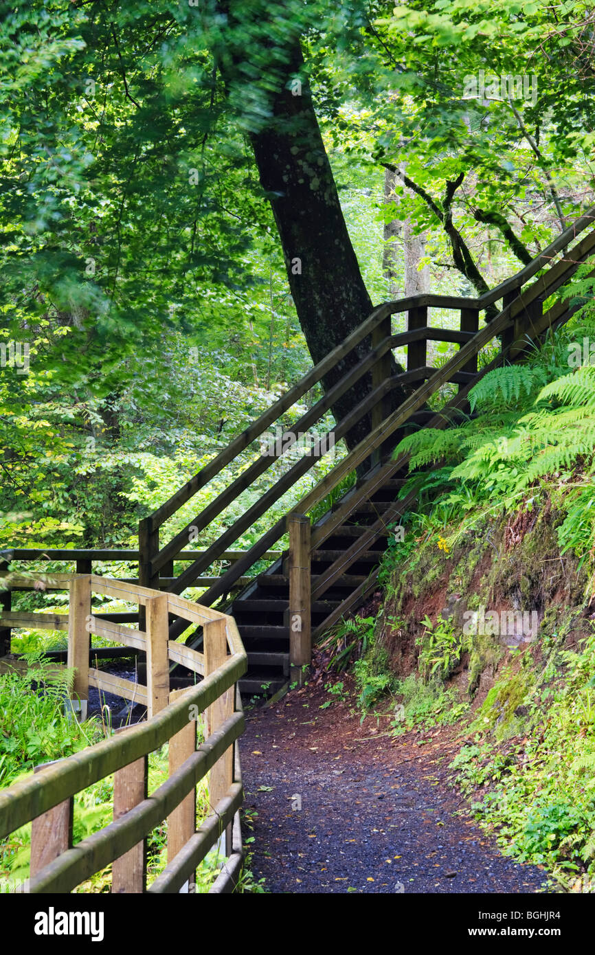 La passerella intorno al Glenariff Forest Park, County Antrim, Irlanda del Nord Foto Stock