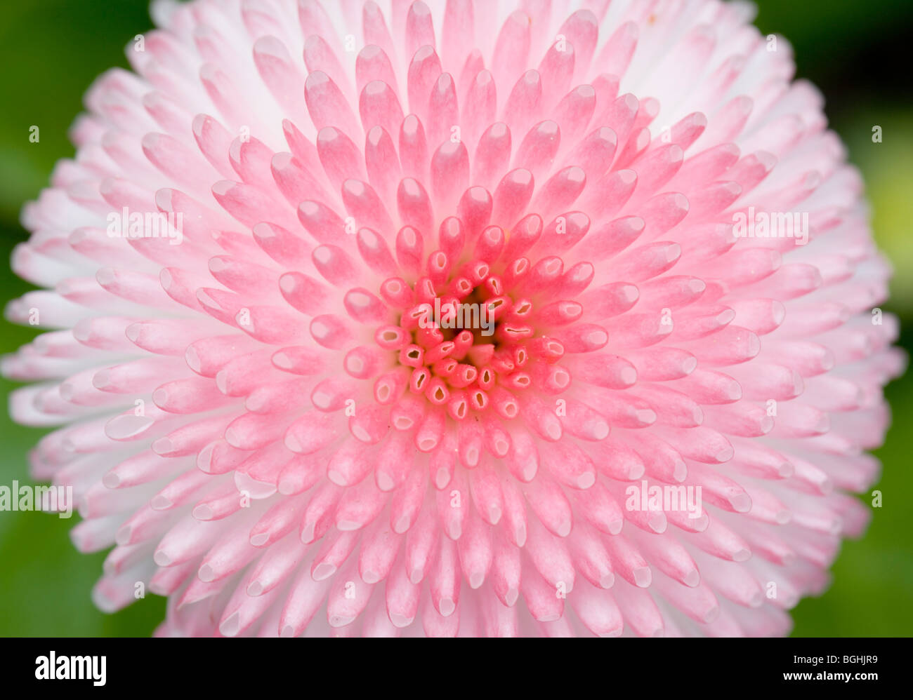 Testa di fiori di Bellis perennis Tasso rosa Foto Stock