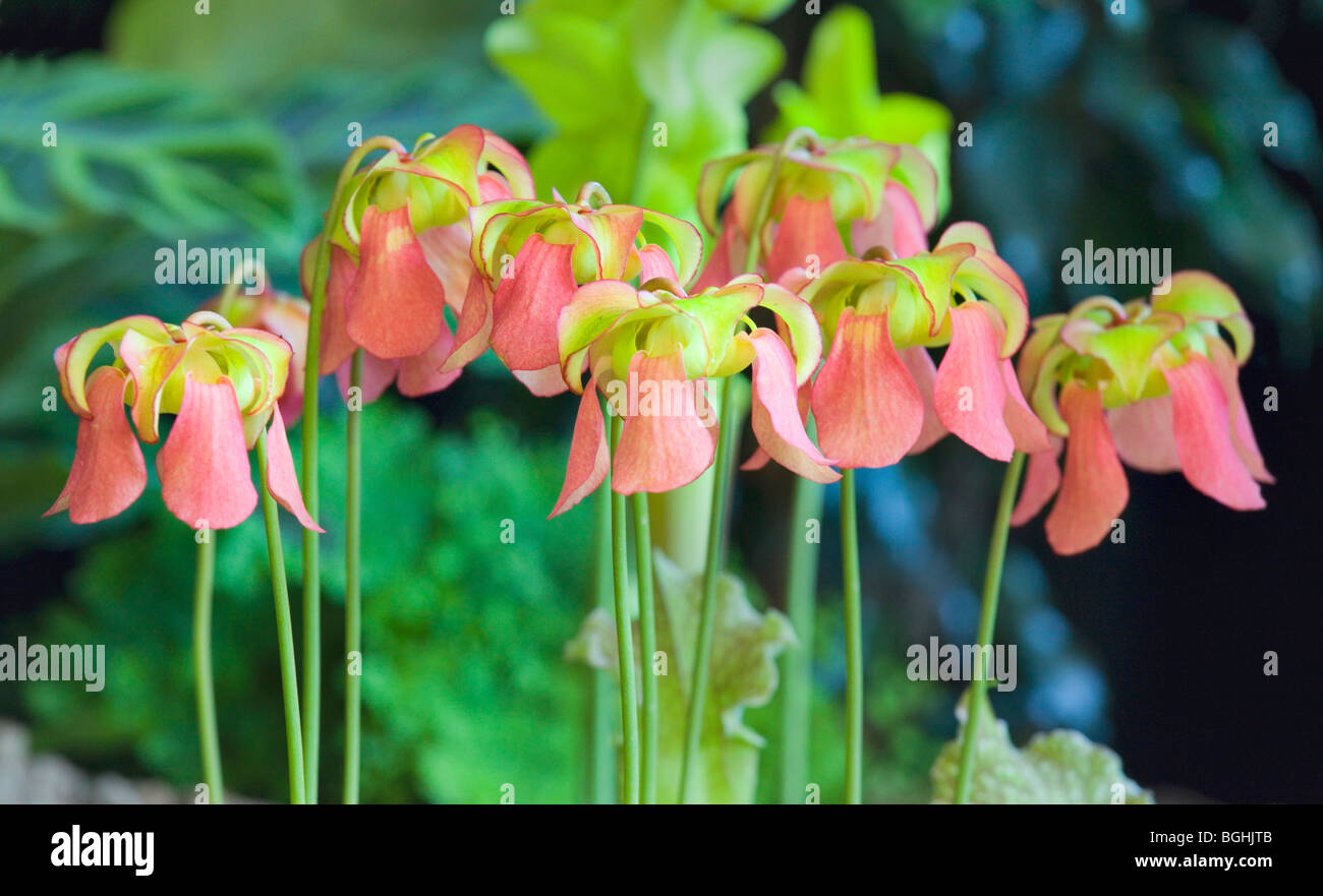 Sarracenia fiori a Harrogate Spring Flower Show Foto Stock