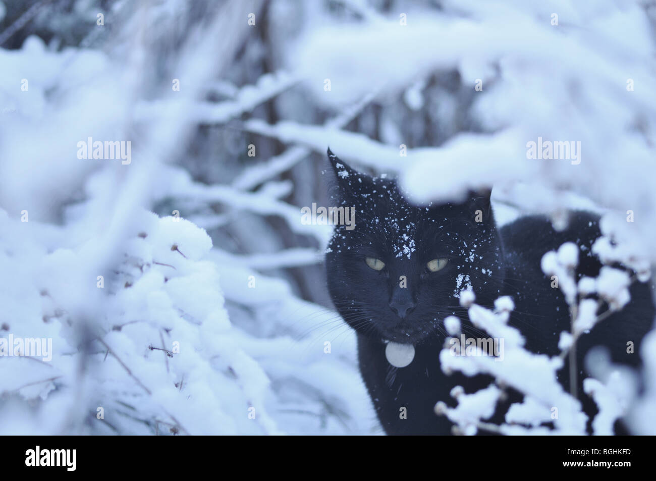 Gatto nero nella neve Foto Stock