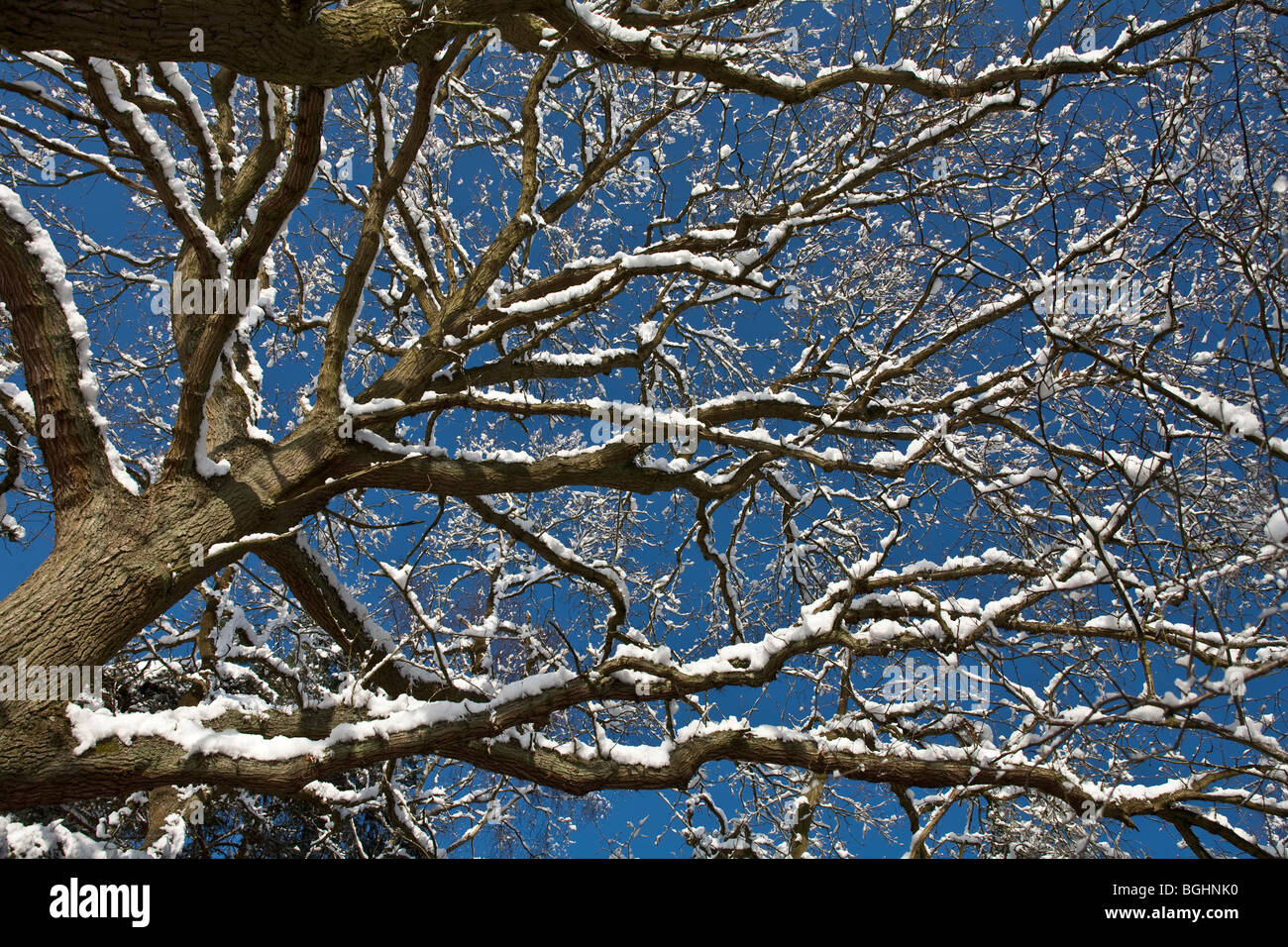 Coperta di neve i rami degli alberi contro il cielo blu Foto Stock