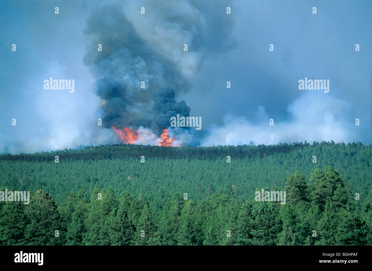 Forest Fire burns attraverso la foresta di pino Ponderosa e misti di conifere in Coconino National Forest, vicino a Flagstaff, in Arizona, Stati Uniti d'America Foto Stock