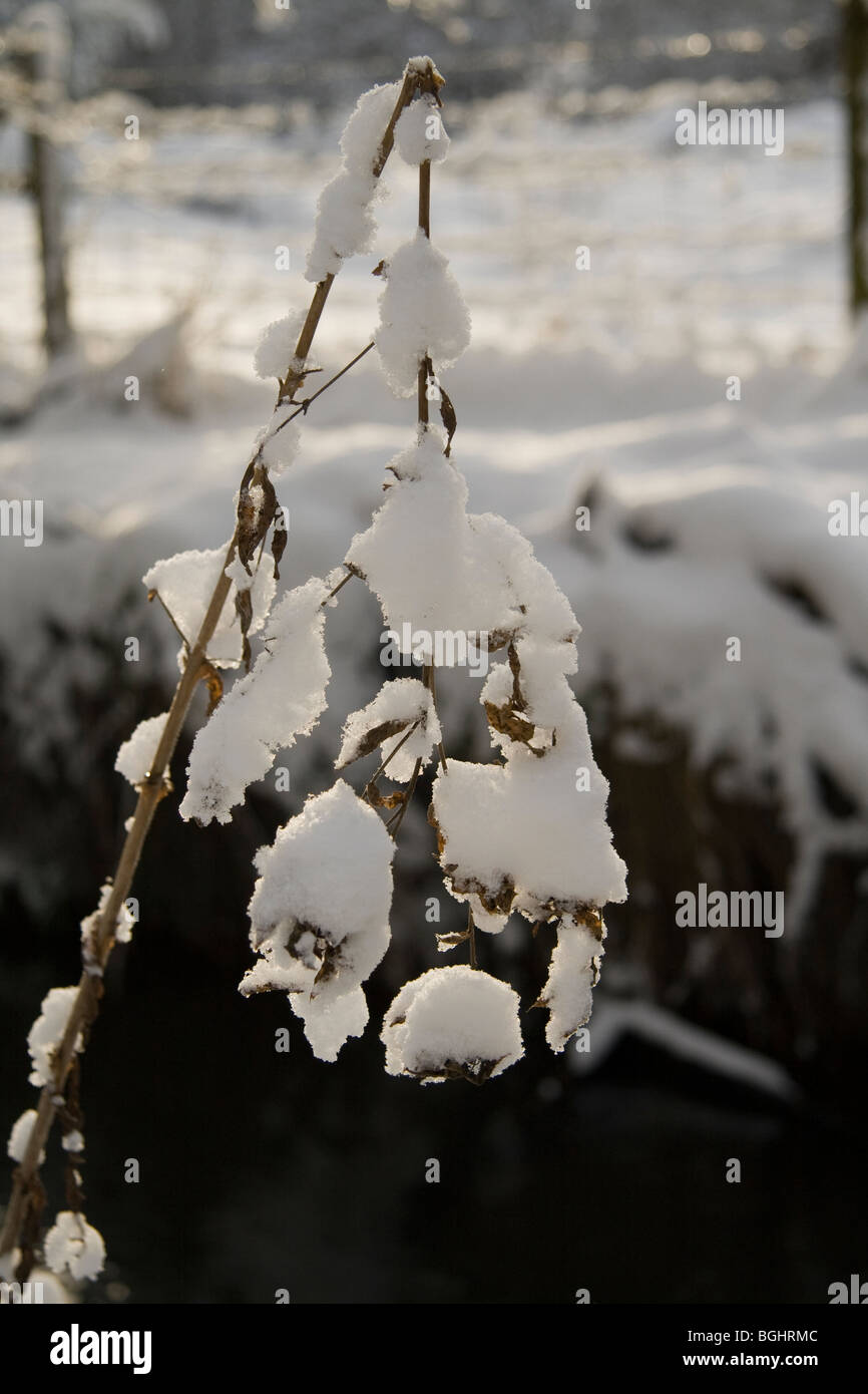 Snow aggrappati alla rottura di un lungo stelo di erba Foto Stock