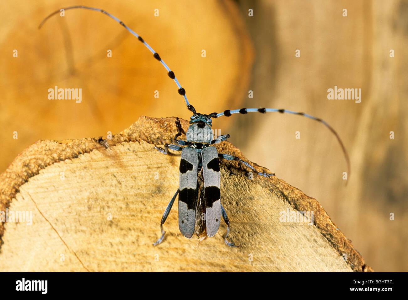 Rosalia Longicorn (Rosalia alpina), femmina su legno di faggio. Foto Stock