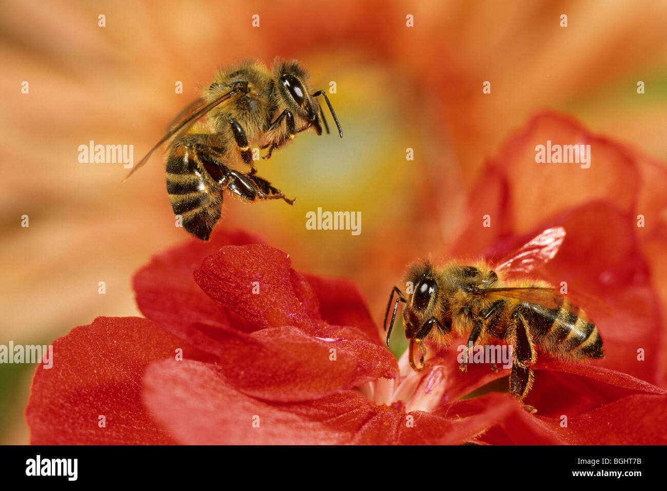 Miele Carniolan bee (Apis mellifera Carnica), due lavoratori su una begonia. Foto Stock