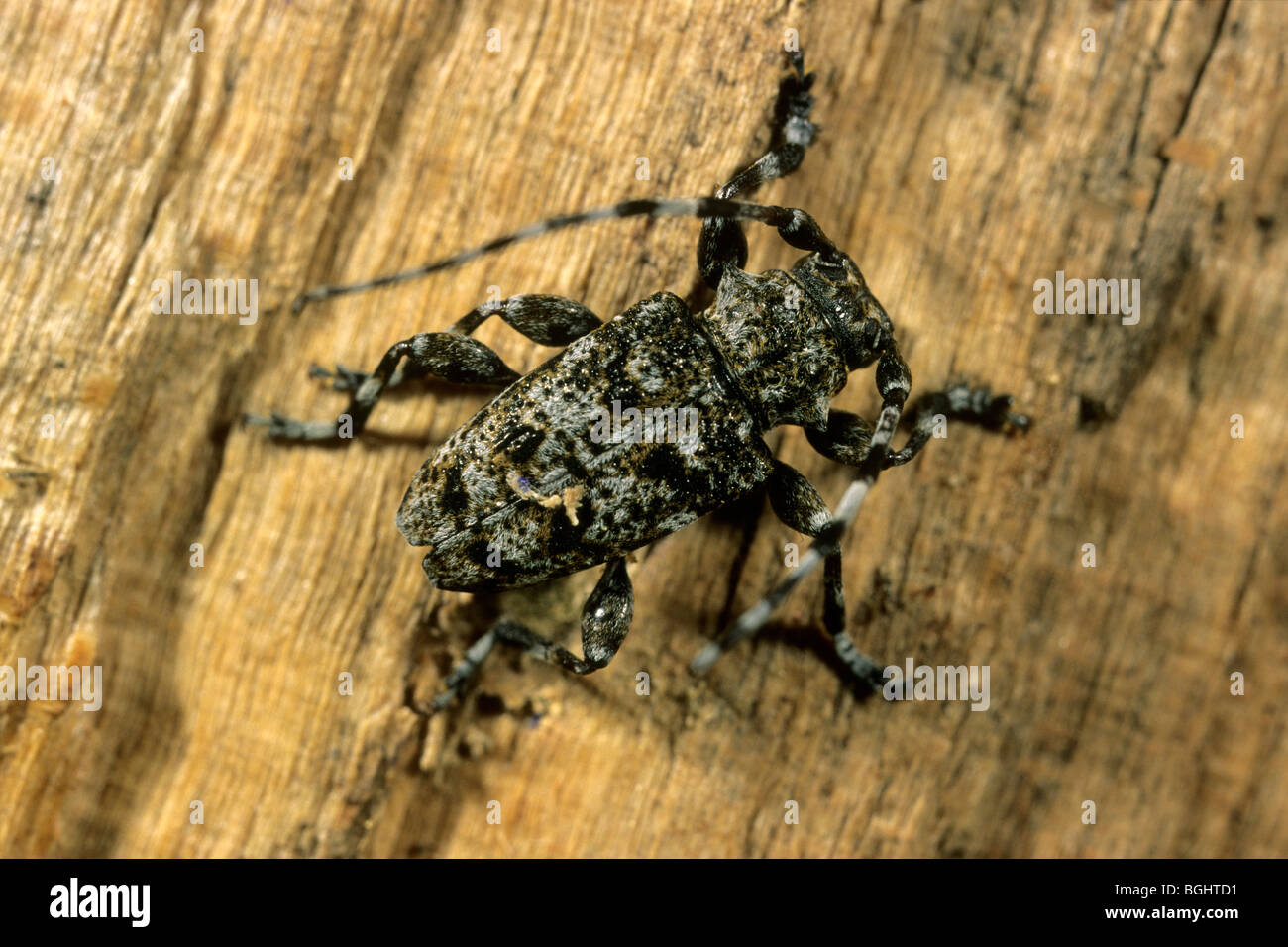 Longhorn Beetle (Aegomorphus clavipes, Acanthoderes clavipes), maschio su legno di faggio. Foto Stock