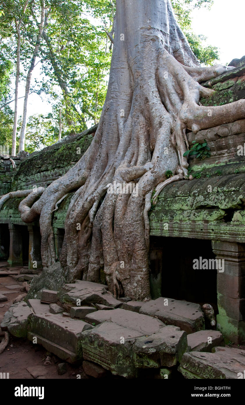 Radici di albero che copre le rovine di Ta Prohm a Angkor Wat, Cambogia Foto Stock