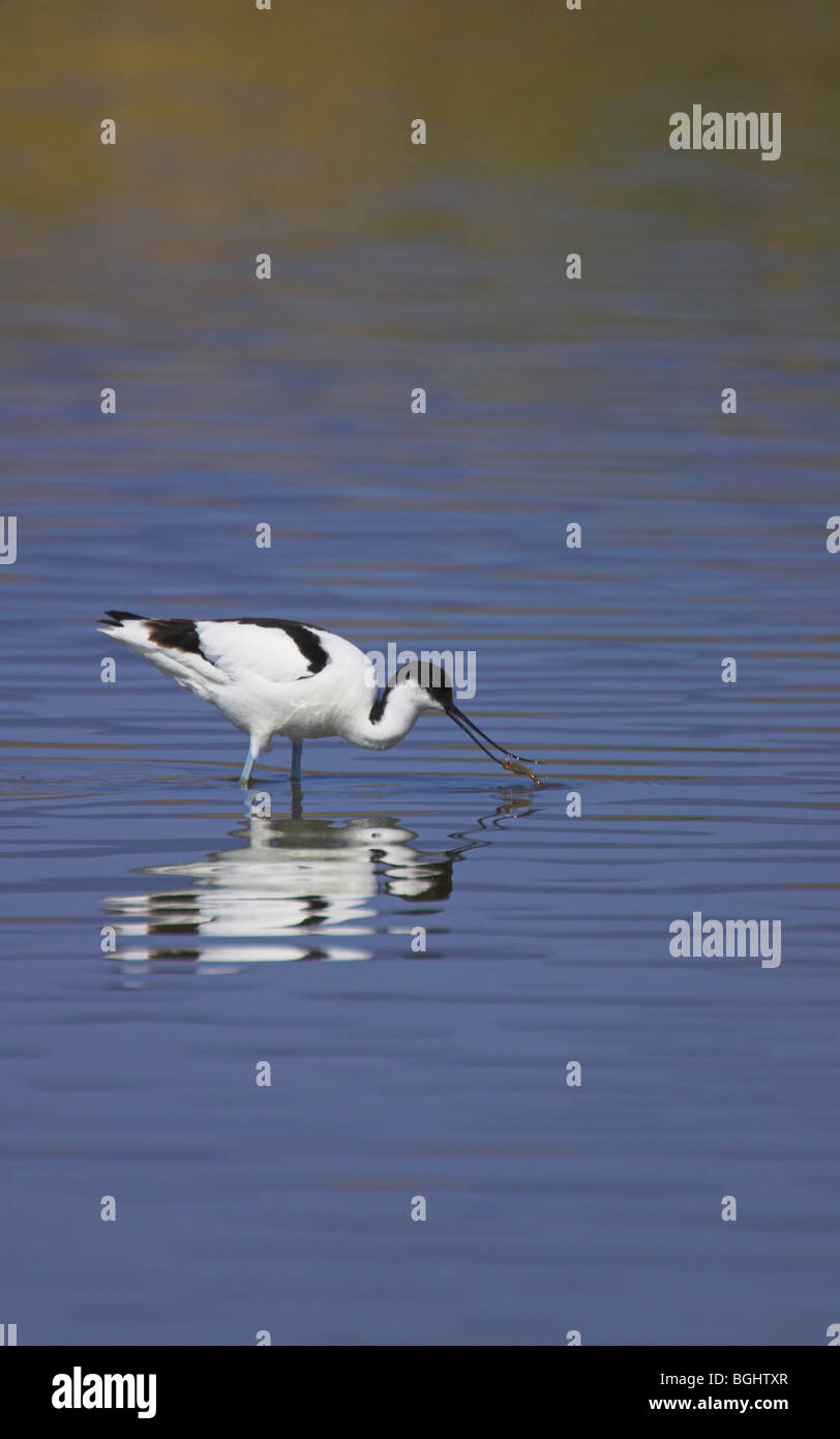 (Pied Avocet) Recurvirostra avosetta rovistando in acqua poco profonda con la riflessione a Kalloni Saline, Lesbo in maggio. Foto Stock