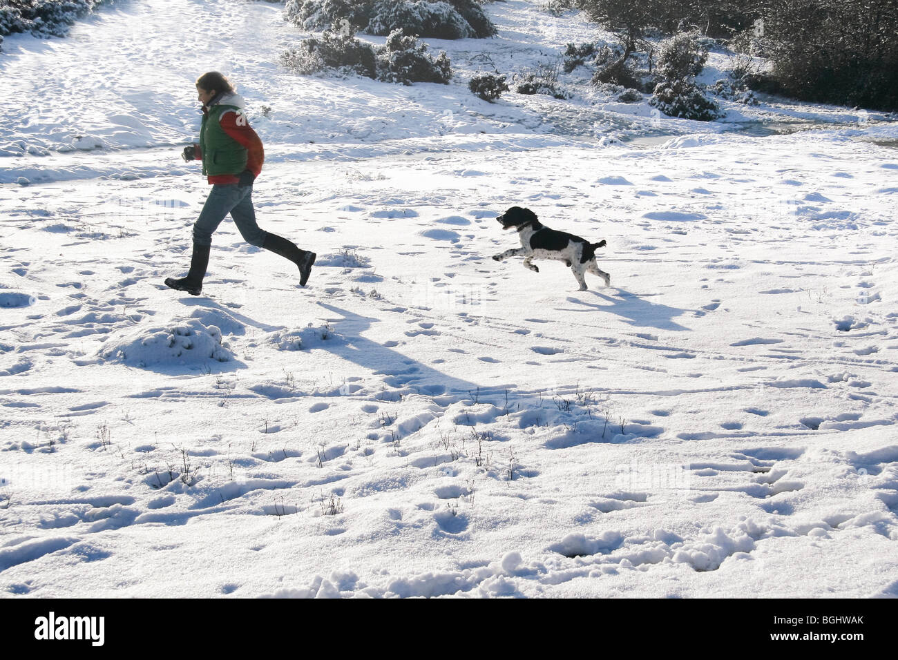 Una donna e un cane correre attraverso la neve nella nuova foresta Foto Stock