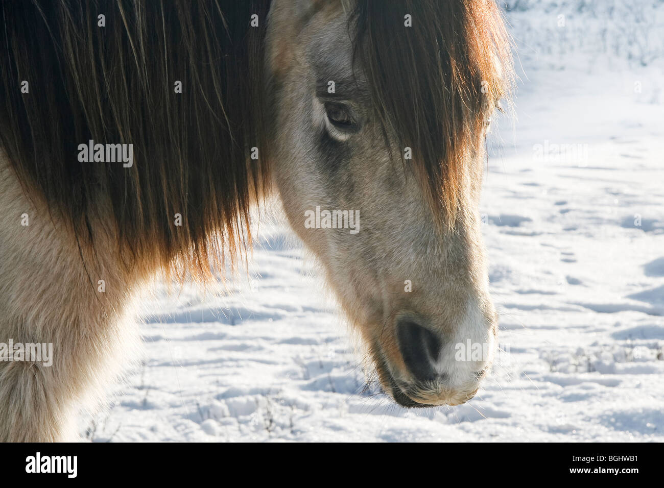 Closeup ritratto di una nuova foresta Pony nella neve Foto Stock