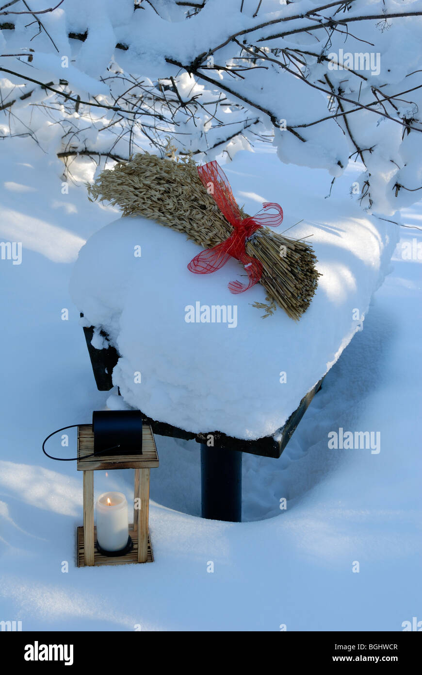 I Finlandesi sono entusiasti per l'alimentazione di piccoli uccelli durante il lungo inverno. L'avena covone si trova nel parco innevato nella città vecchia di lui Foto Stock