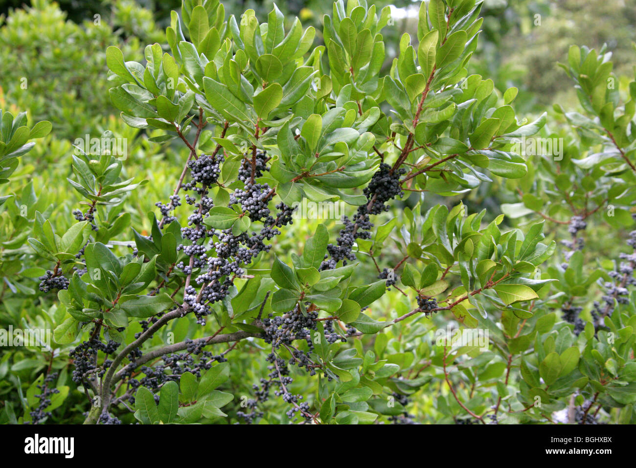 Bayberry settentrionale, Myrica pensylvanica, Myricaceae, Nord Est USA, America del Nord Foto Stock