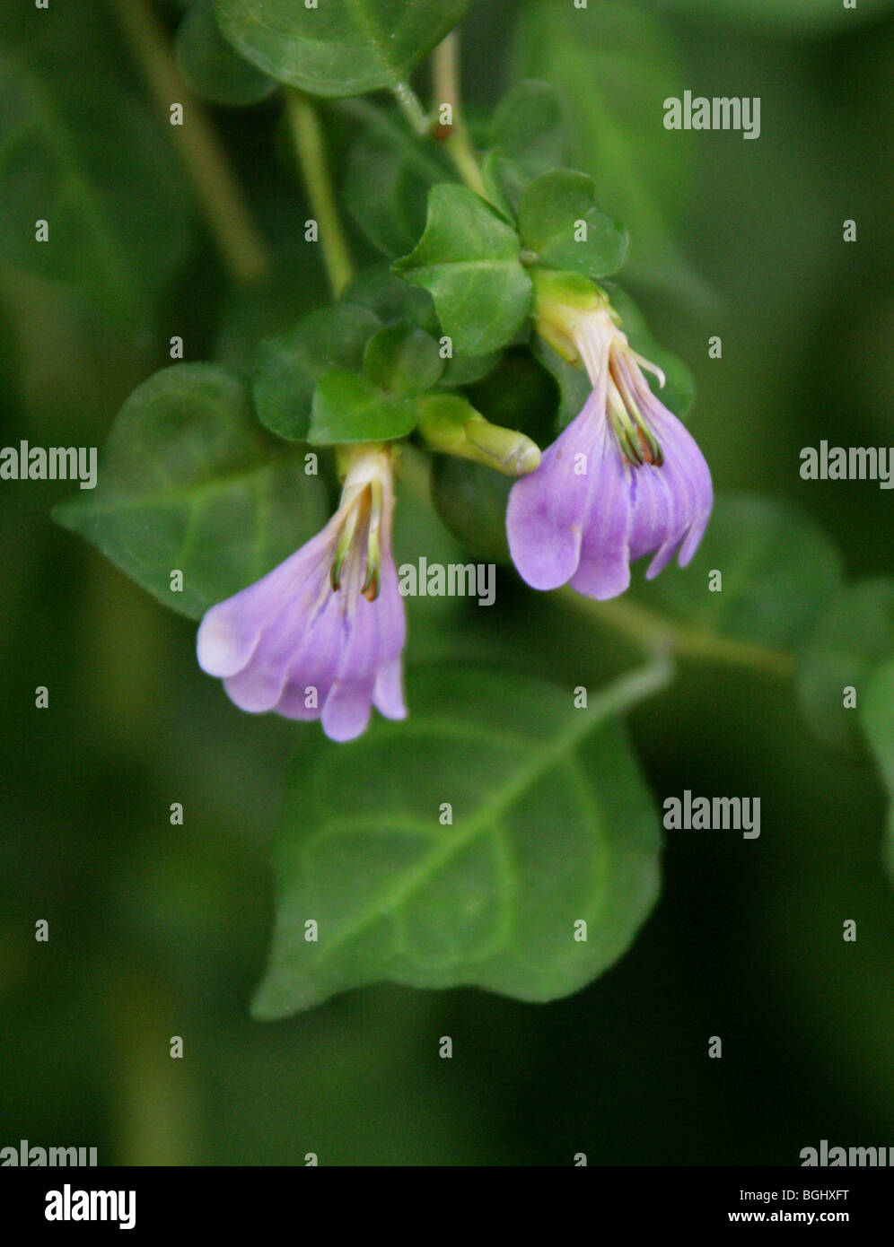 Blue-Lips o Mazabuka, Sclerochiton harveyanus, Acanthaceae, Sud e Sud Africa orientale Foto Stock