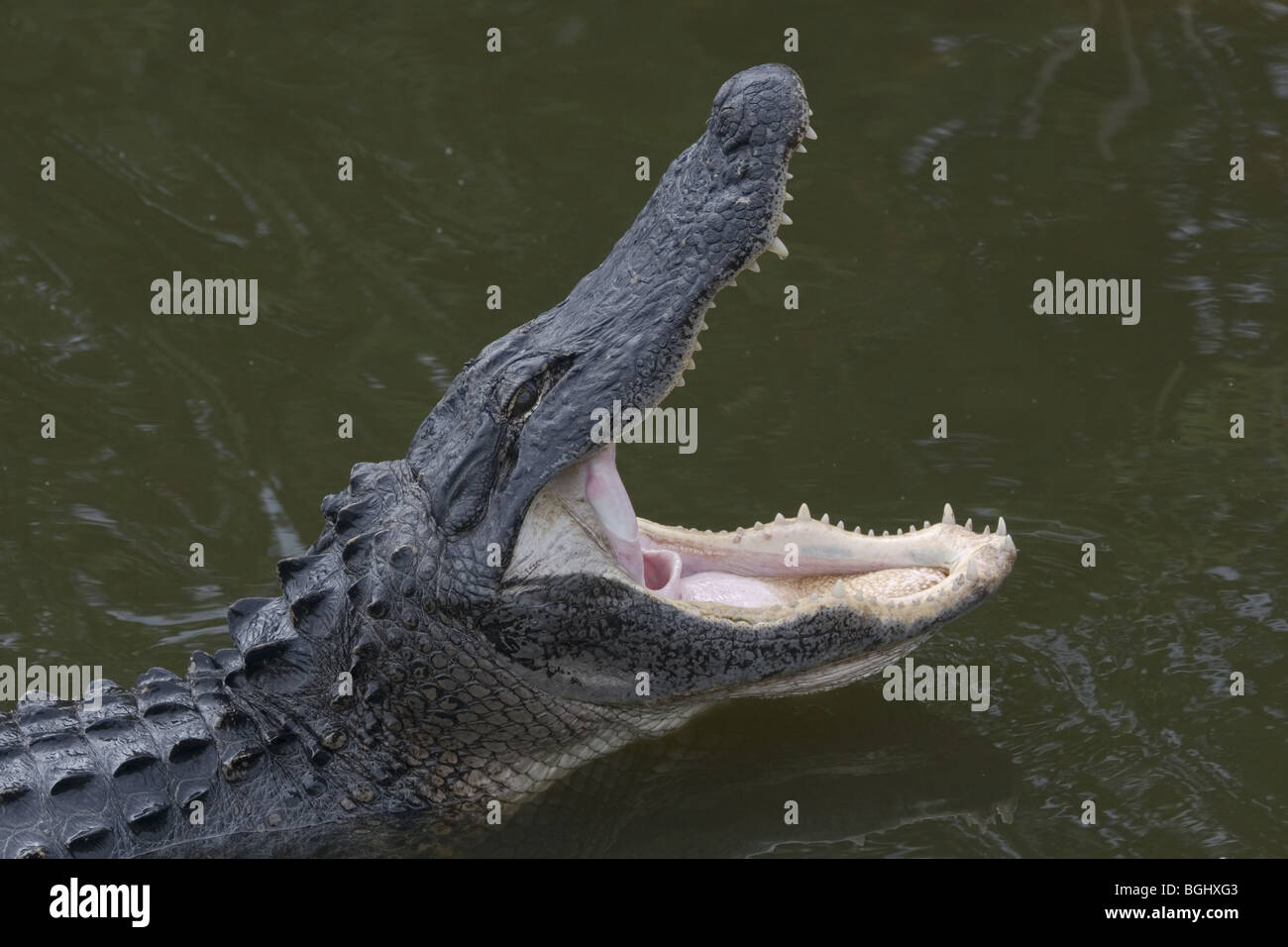 Alligatore con bocca aperta Foto Stock