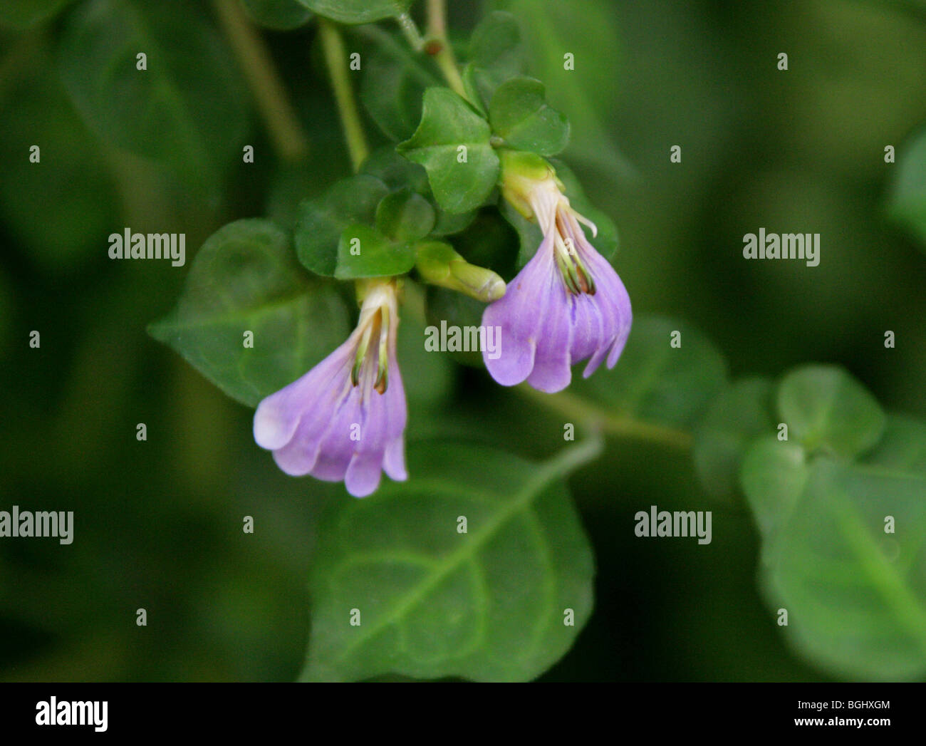 Blue-Lips o Mazabuka, Sclerochiton harveyanus, Acanthaceae, Sud e Sud Africa orientale Foto Stock