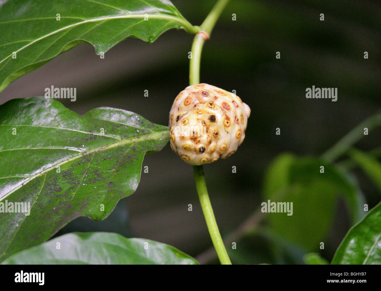 Tahitian Noni o Gelso indiano, Morinda citrifolia, Rubiaceae, Malesian del Nord e la regione dei Caraibi, Australia. Foto Stock