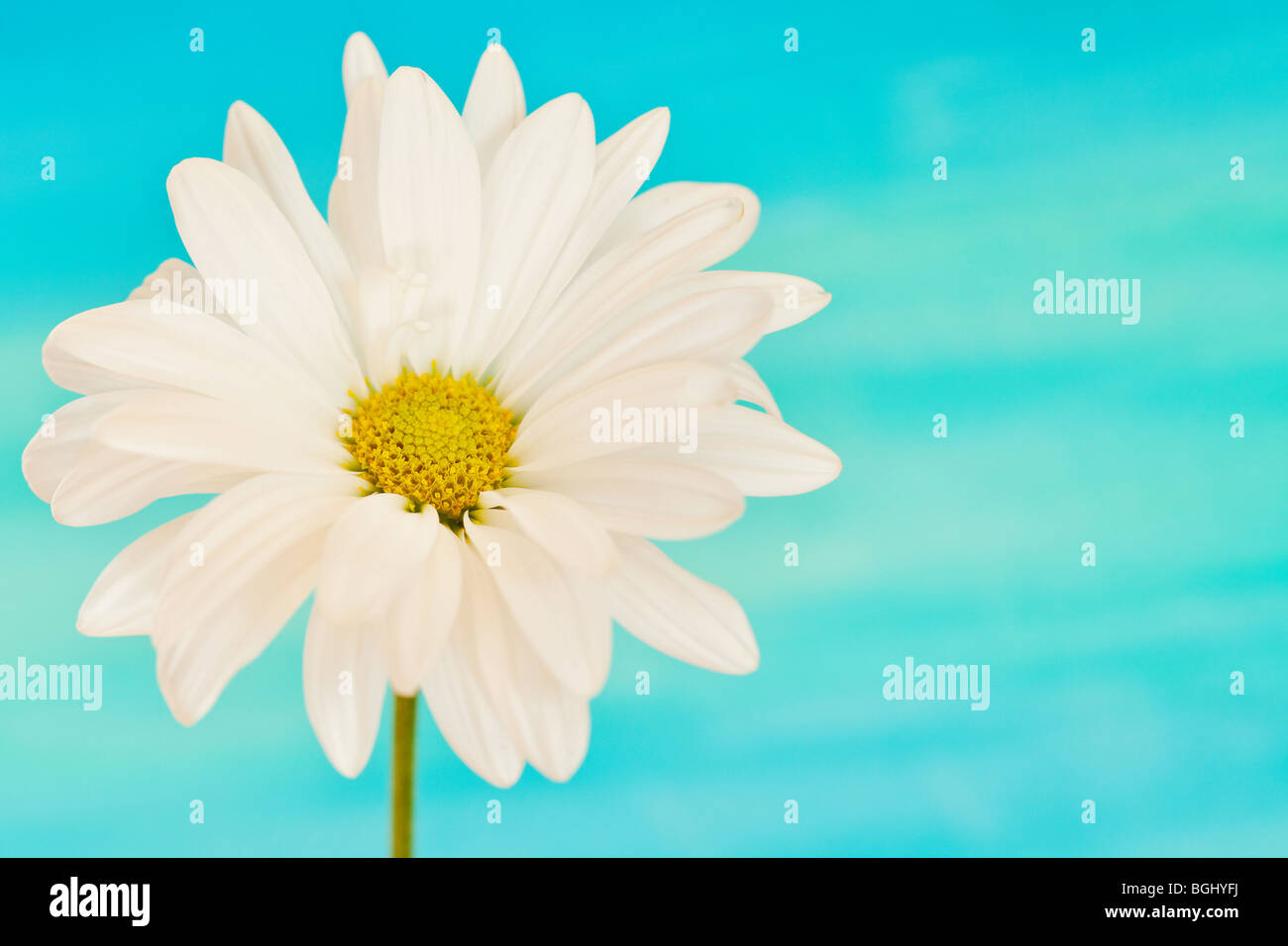 Il bianco e il giallo daisy su un handpained sfondo ad acquerello Foto Stock