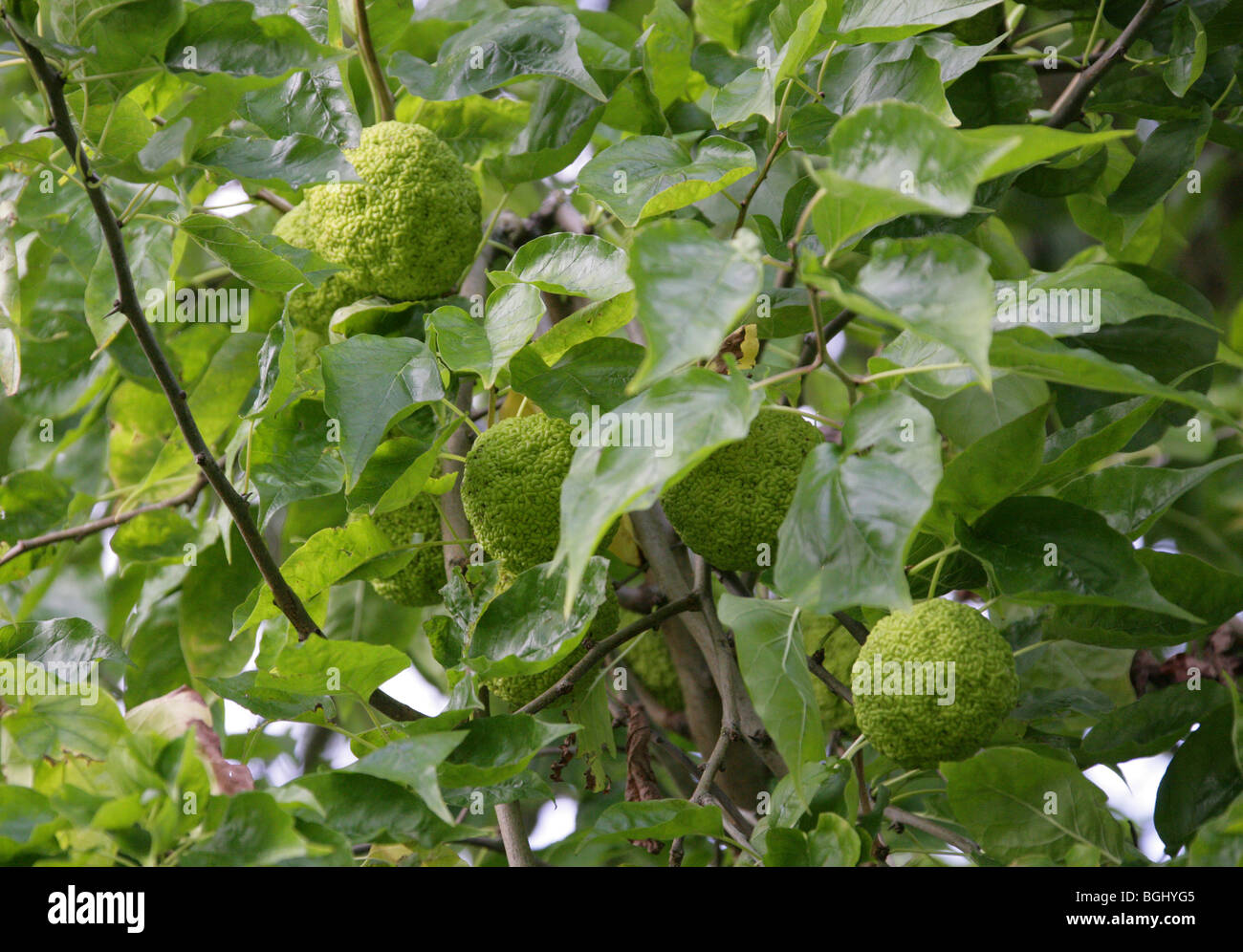 Osage Orange, Osage-arancione, cavallo-apple, Bois d'arco, o Bodark, Maclura pomifera, Moraceae, South Central USA, America del Nord. Foto Stock