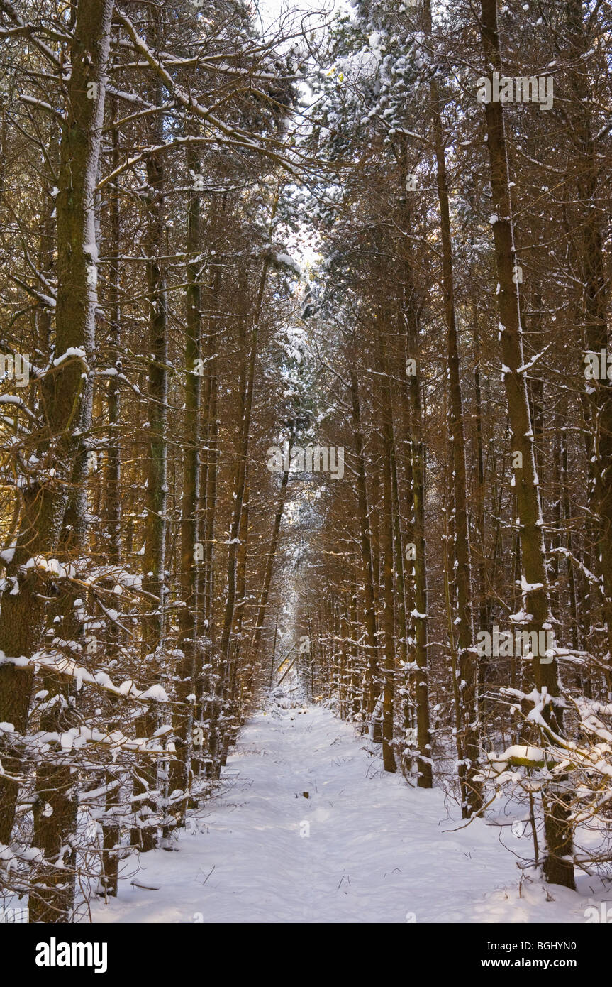 Fila rettilinea della coperta di neve pini in fondo moor derbyshire parco nazionale di Peak District Inghilterra gb uk eu europe Foto Stock