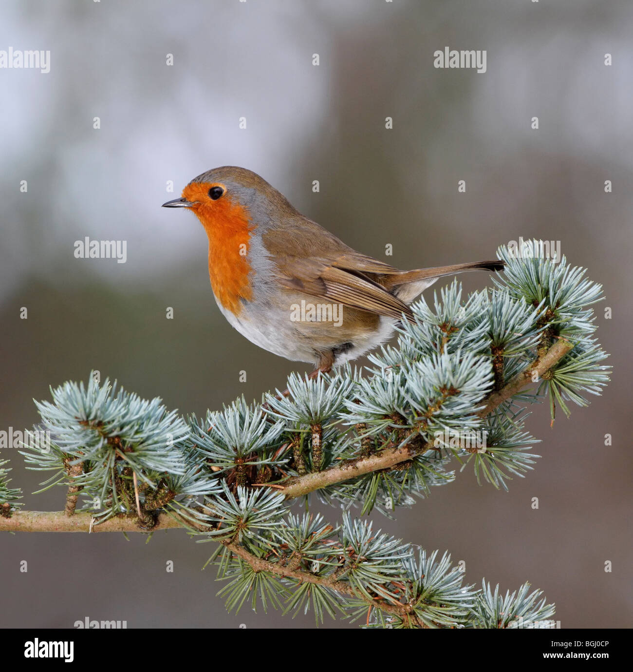 Robin Erithacus rubecula sulla neve scheda di diramazione Foto Stock