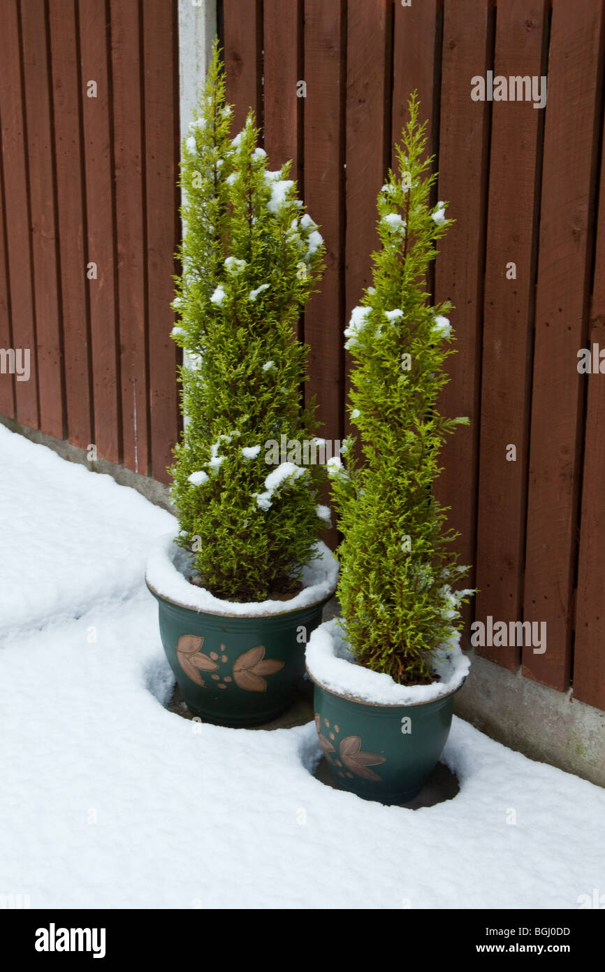 Bonsai conifere ricoperta di neve, Sheffield, Inghilterra. Foto Stock
