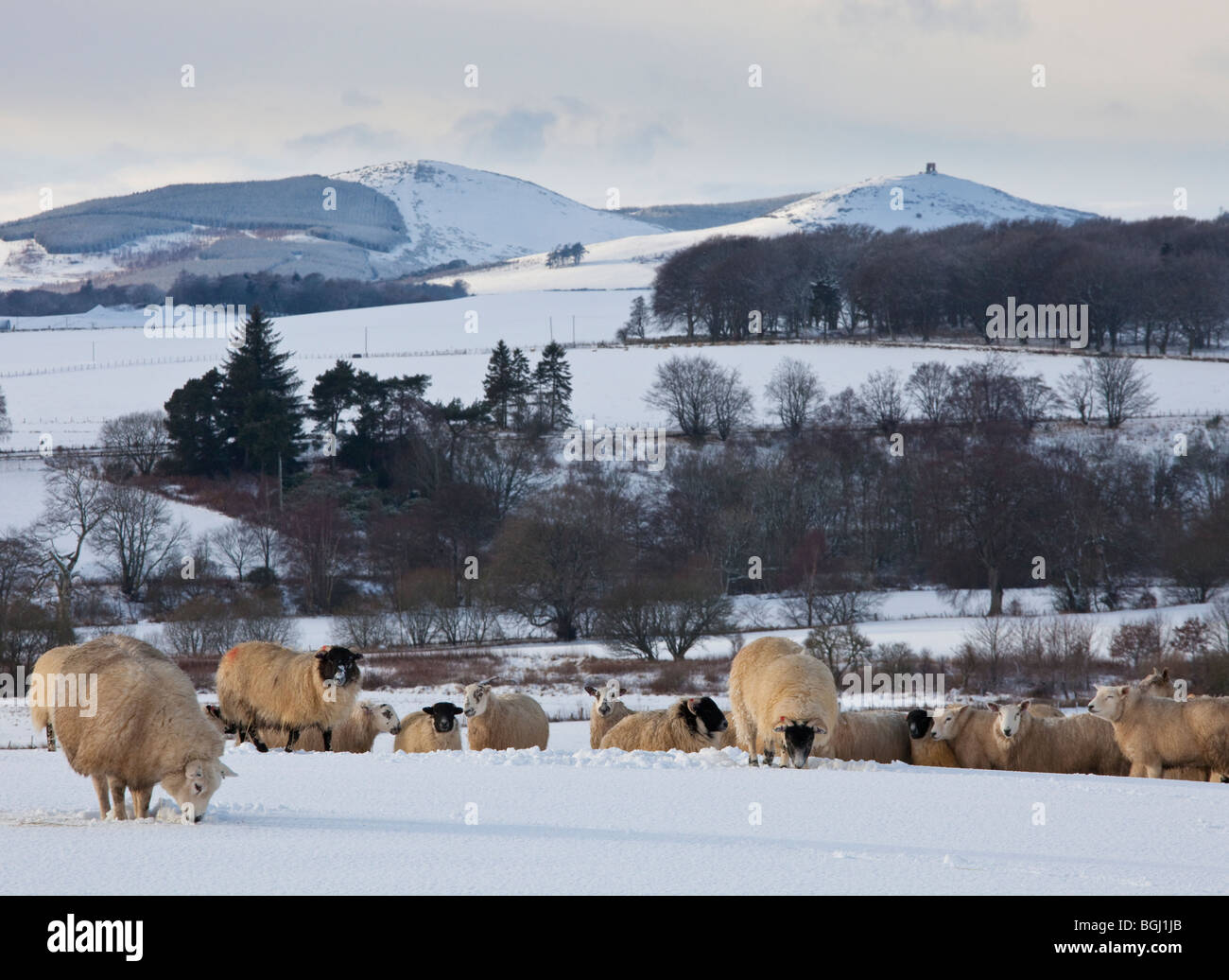 Pecore che scava in erba sotto la neve a vecchio Rayne, Dunideer hill fort dietro. Foto Stock