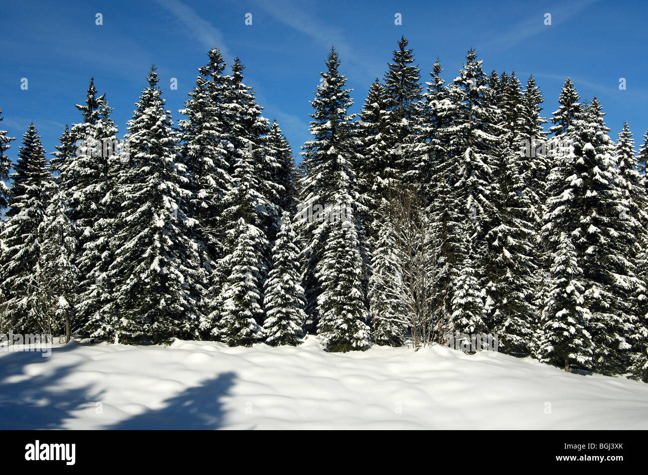 Paesaggio invernale con coperte di neve foresta nella regione del Giura, St. Cergue, Svizzera Foto Stock