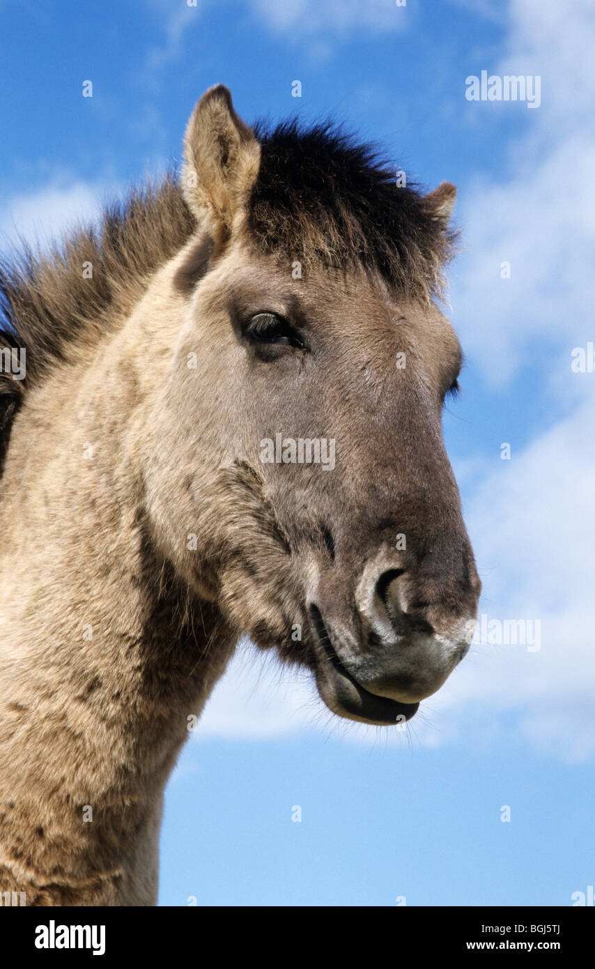 Cavallo primitivo polacco. Ritratto di dun adulto Foto Stock