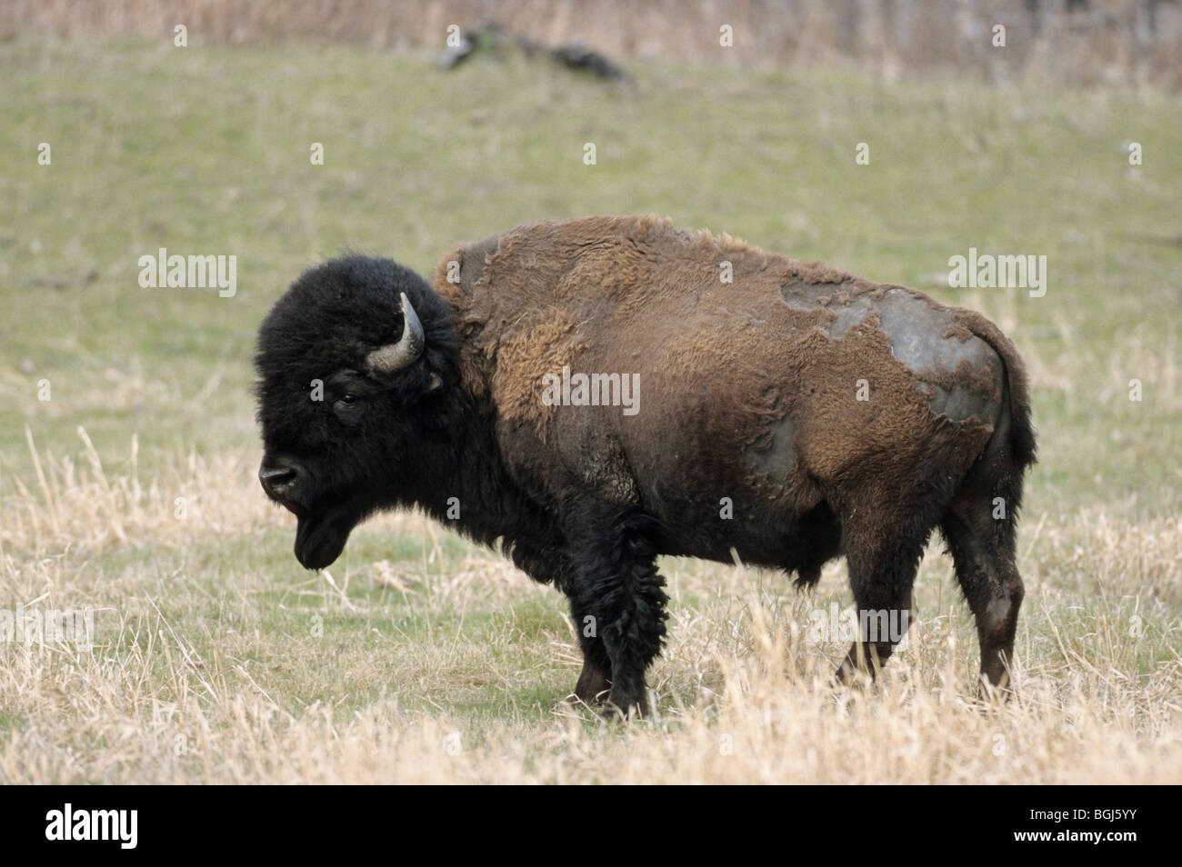 Le pianure bison - bull - In piedi / Bison bison bison Foto Stock Le pianure bison - bull - In piedi / Bison bison bison Foto Stock