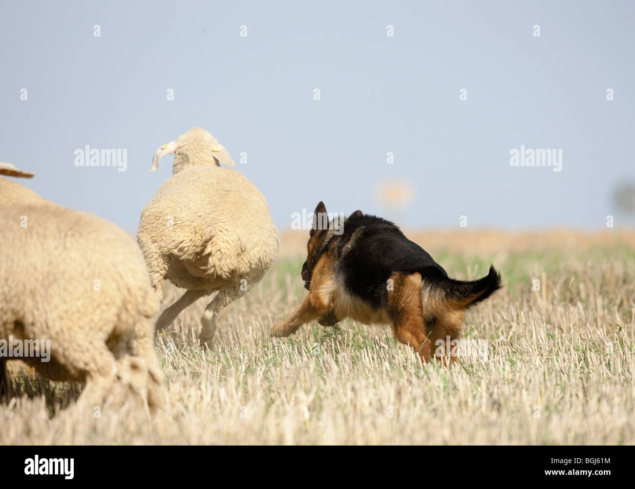Pastore Tedesco cane guardando le pecore Foto Stock