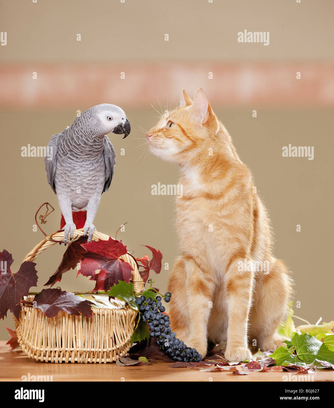 Amicizia animali : gatto domestico e pappagallo grigio africano Foto Stock