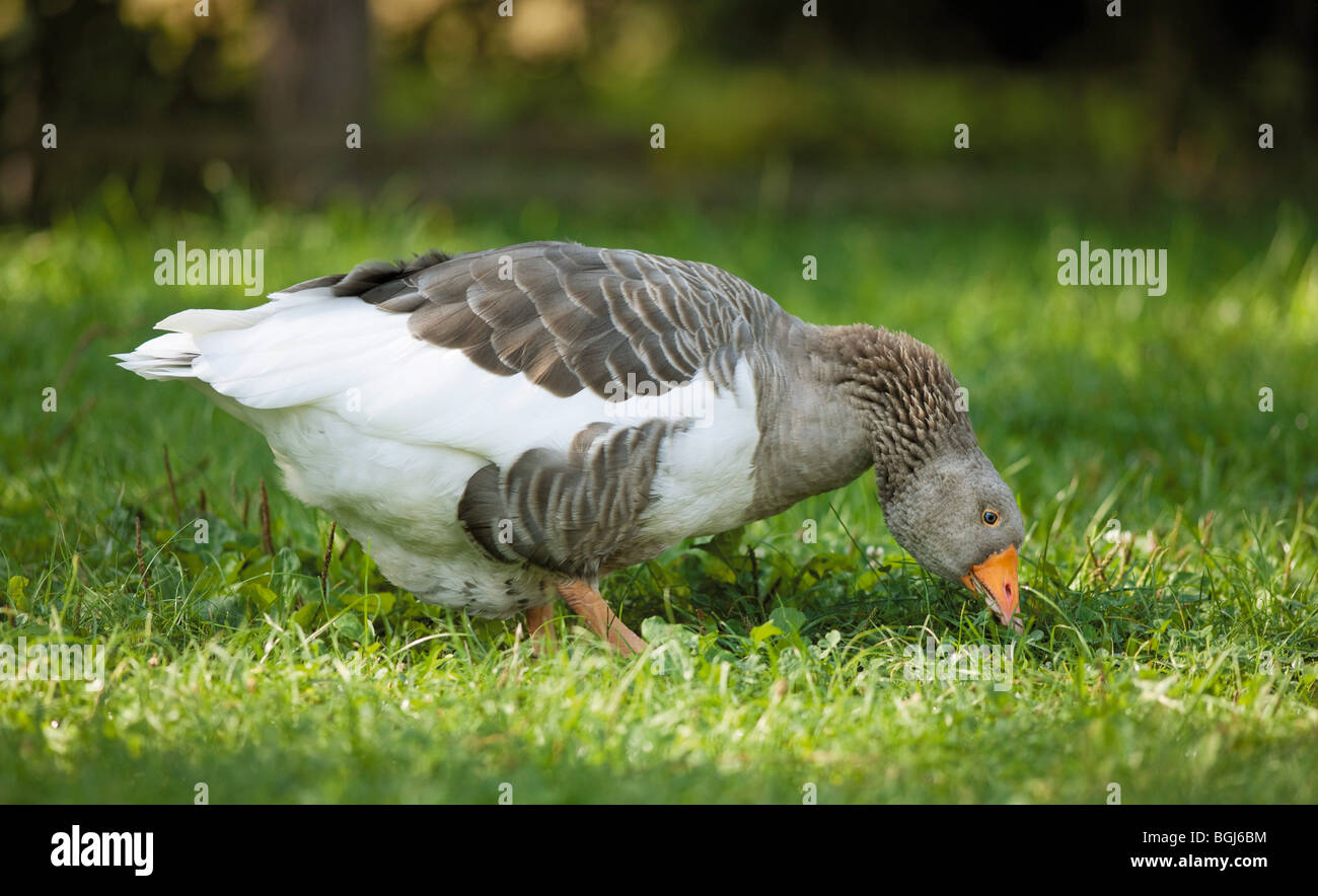 Oca di Pomerania sul prato Foto Stock