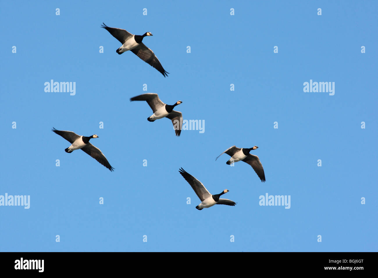 Barnacle goose, Branta leucopsis, gregge in volo al Caerlaverock sul Solway, Dumfries and Galloway, Scozia, inverno 2009 Foto Stock