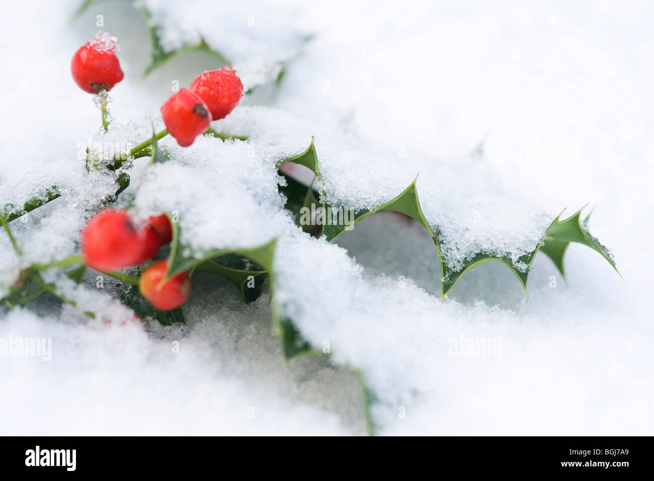 Agrifoglio e bacche di neve Foto Stock