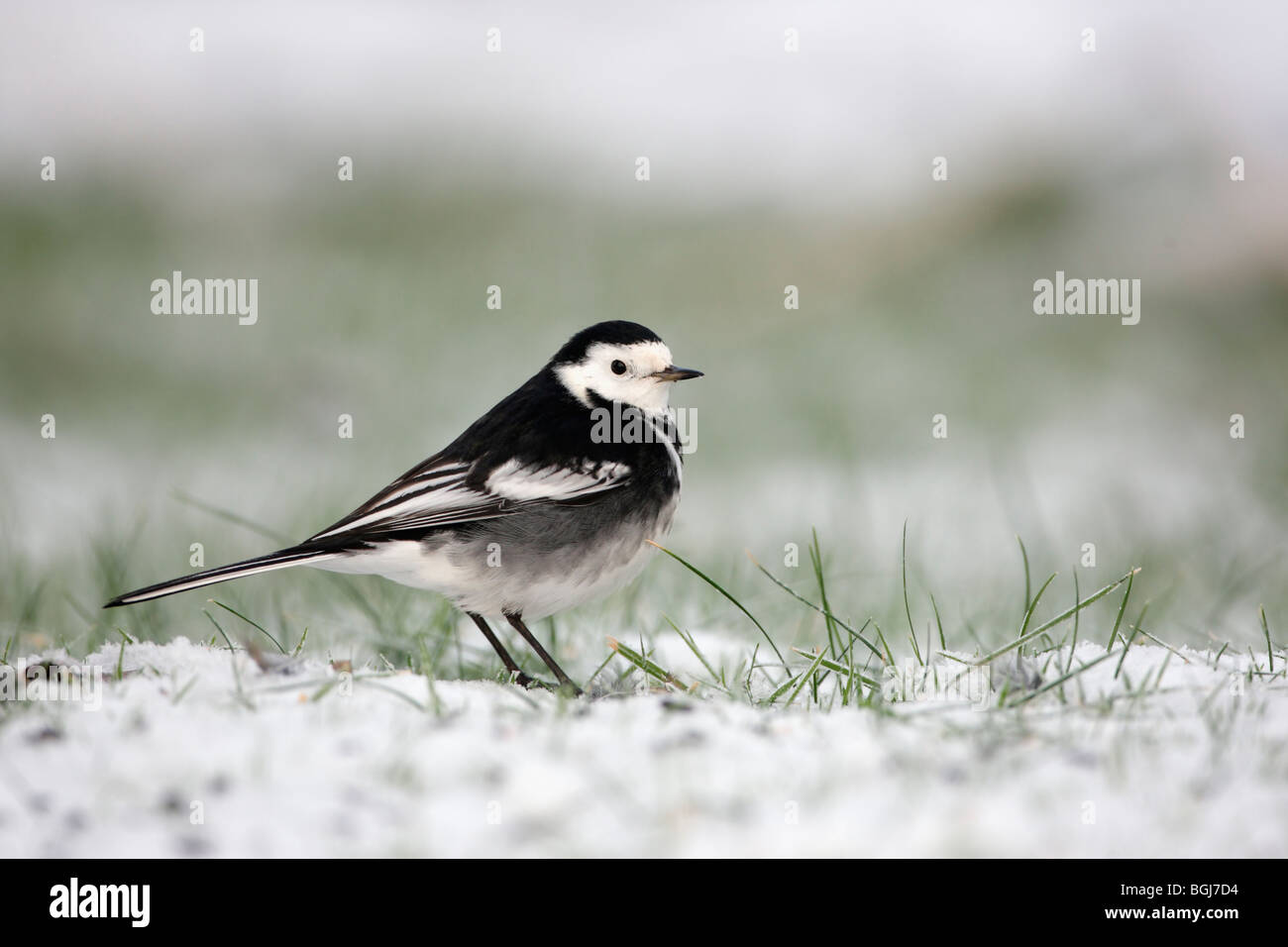 Pied wagtail, Motacilla alba yarrellii, un singolo uccello in piedi nella neve, Dumfries Scozia, inverno 2009 Foto Stock