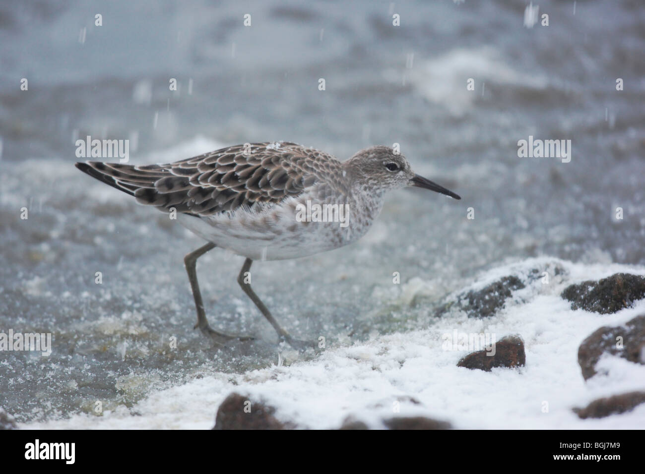 Ruff, Philomachus pugnax, un singolo uccello in piedi nella neve, Martin Mere, Lancashire, Regno Unito, inverno 2009 Foto Stock