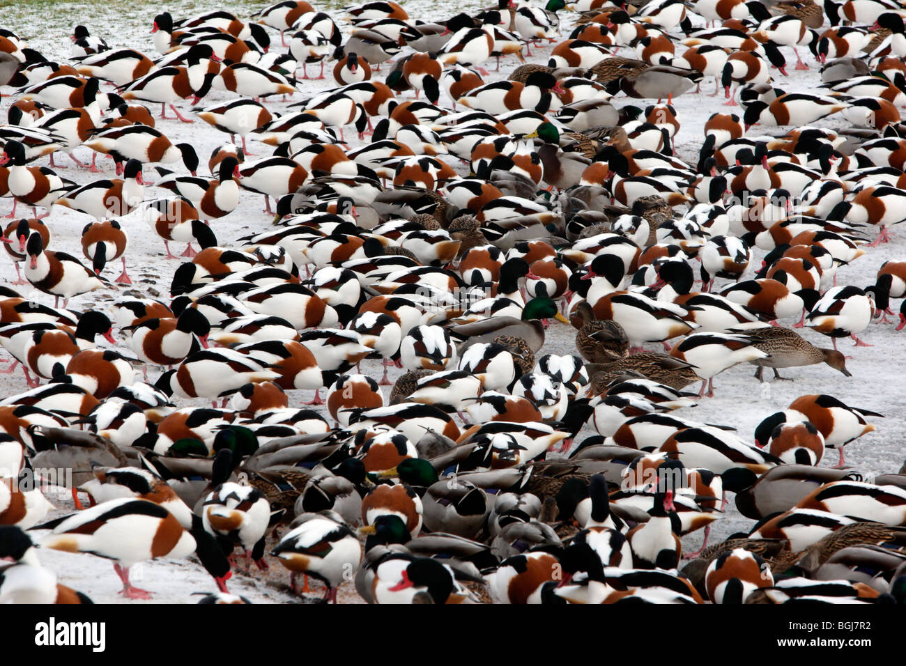 Shelduck, Tadorna tadorna, un grande gregge di uccelli nella neve, Martin Mere, Lancashire, Regno Unito, inverno 2009 Foto Stock